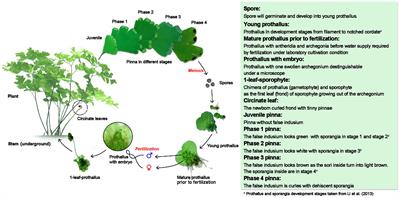 Sugar Treatments Can Induce AcLEAFY COTYLEDON1 Expression and Trigger the Accumulation of Storage Products during Prothallus Development of Adiantum capillus-veneris